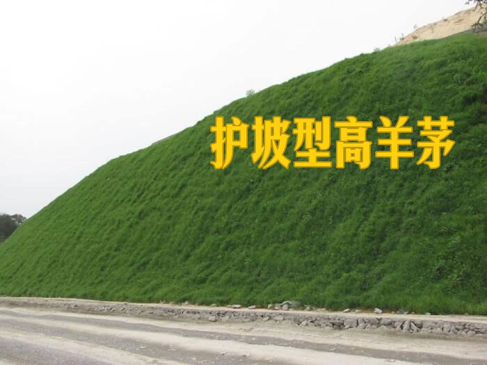 高羊茅草坪有护坡型,草坪型 护坡高羊茅草坪能够绿化环境,保持水土