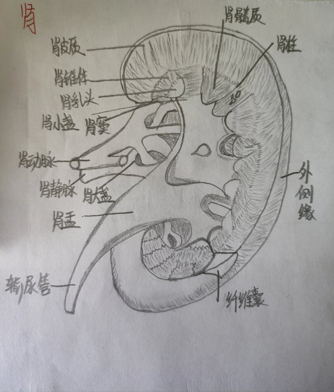 2023 肾的手绘图 今日份分享手绘图