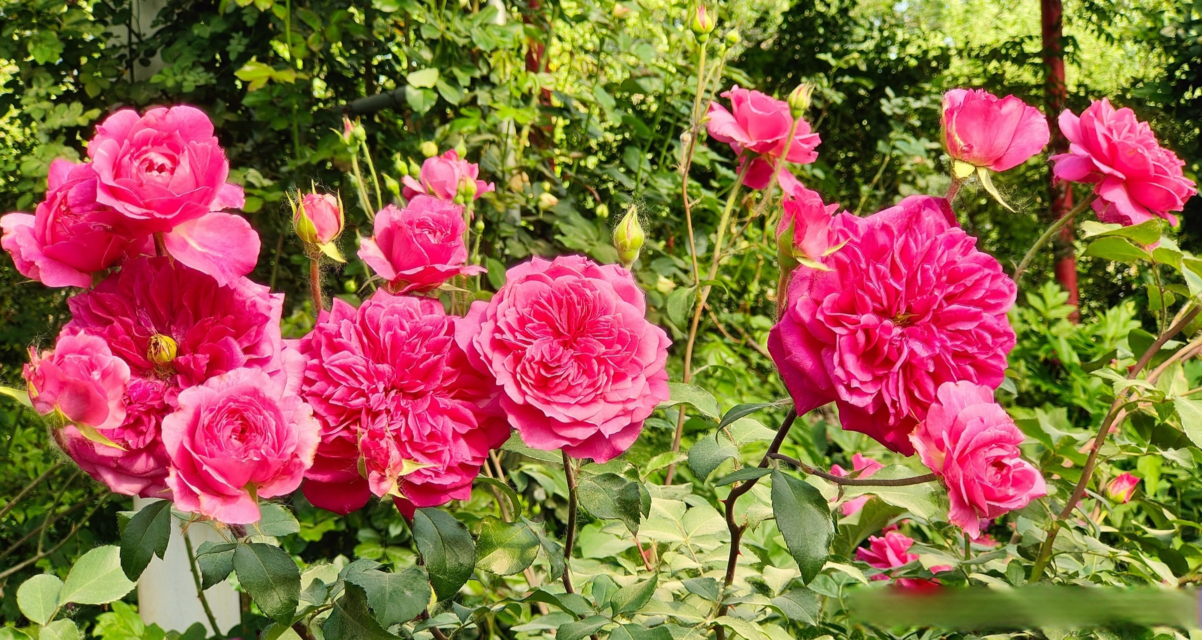 新疆察布查尔:玫瑰含芳待客来 #我的家乡我推介# #奔赴初夏# #速速去