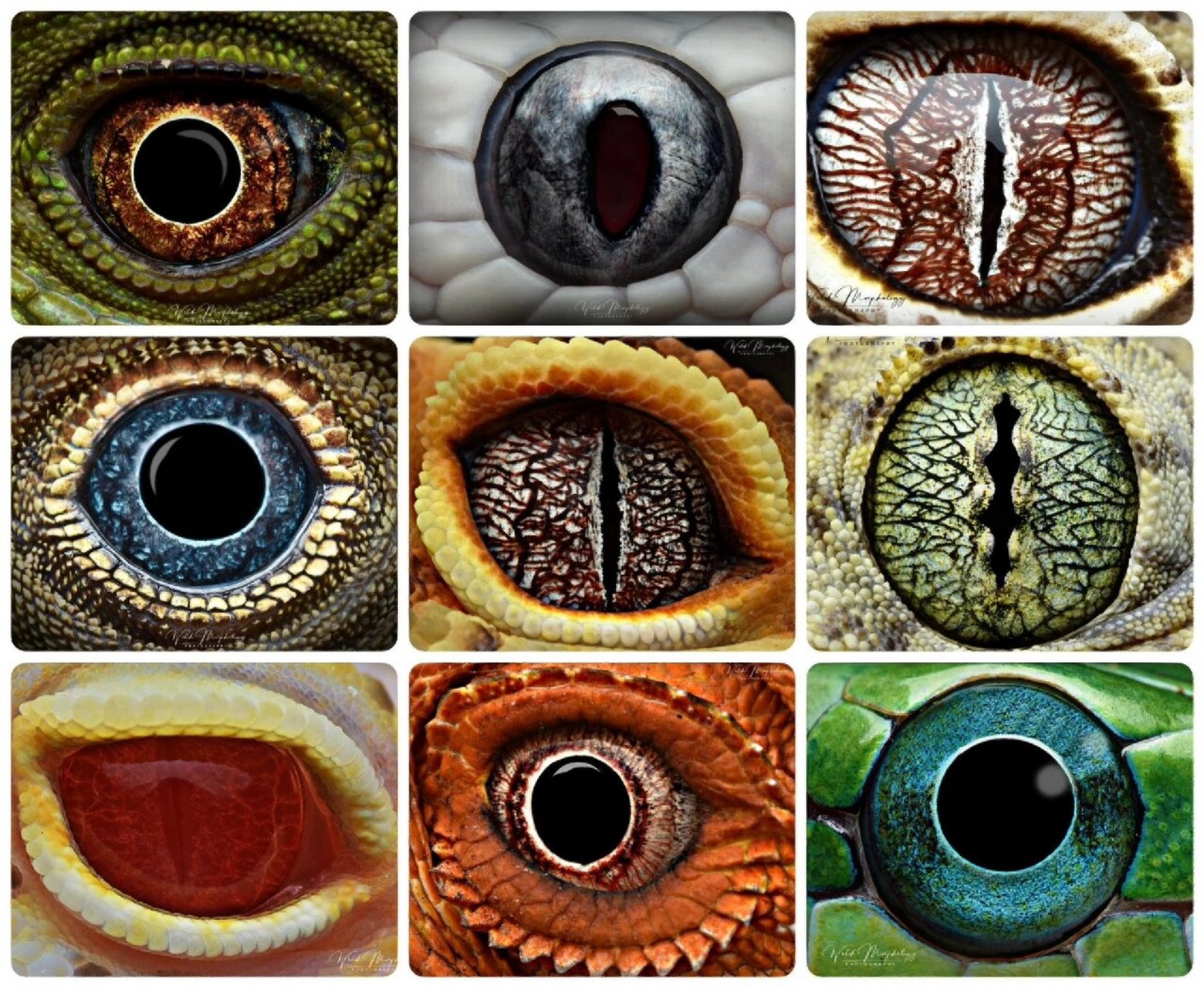 南京博物学教育|神奇生物图鉴|瞳孔 分享一张各种爬行类动物的瞳孔