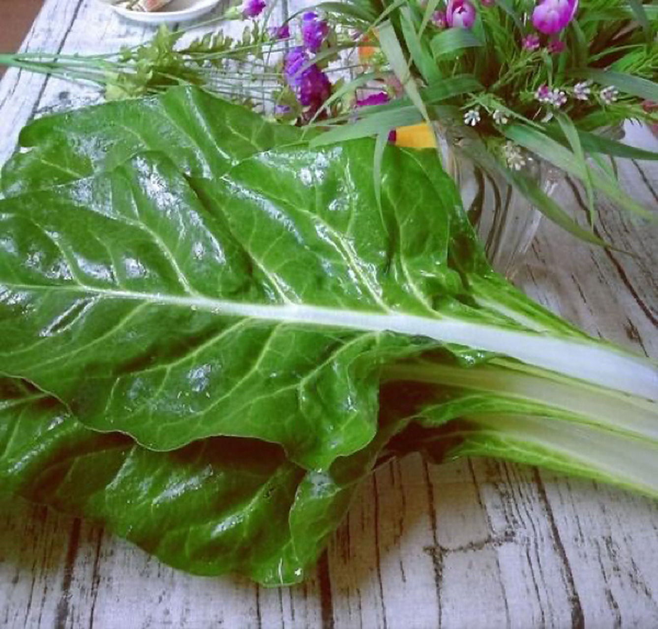 猪婆菜包 猪婆菜包  广东人叫猪婆菜,听老人家说以前是喂猪的菜,叶子