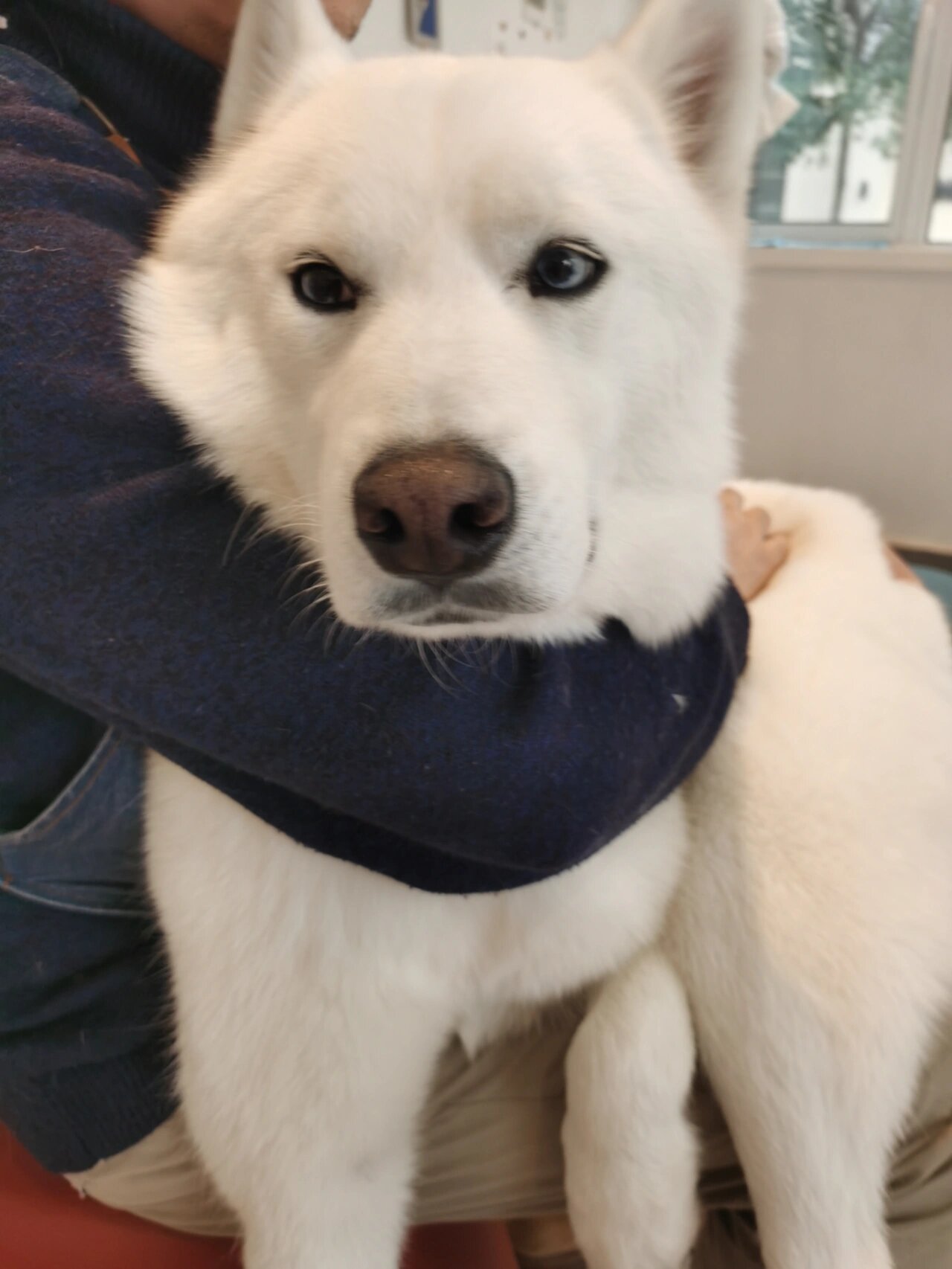 见过纯白色哈士奇吗