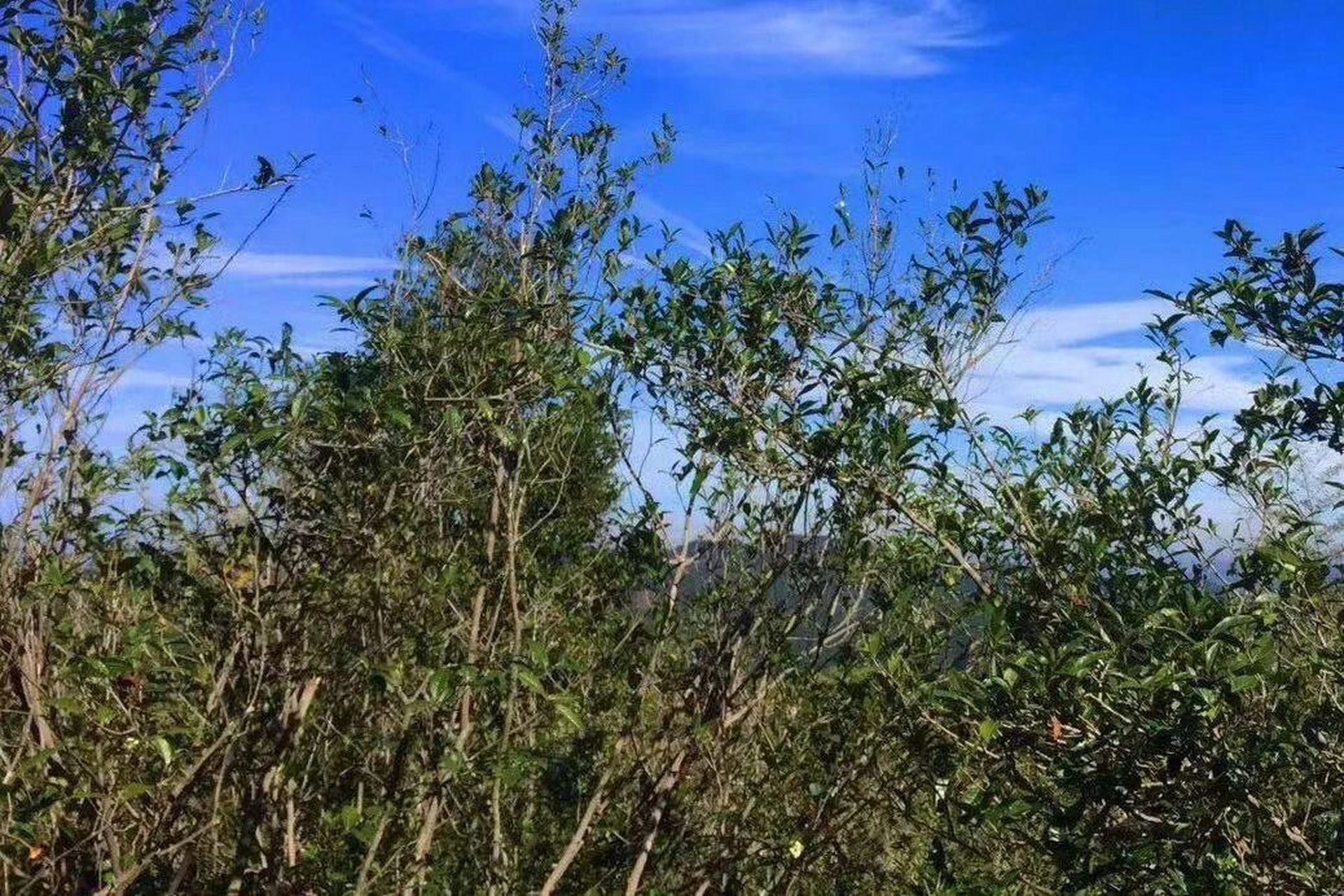 磻溪大洋山,福鼎白茶最好的山场之一 福鼎磻溪大洋山,位于福建省东北
