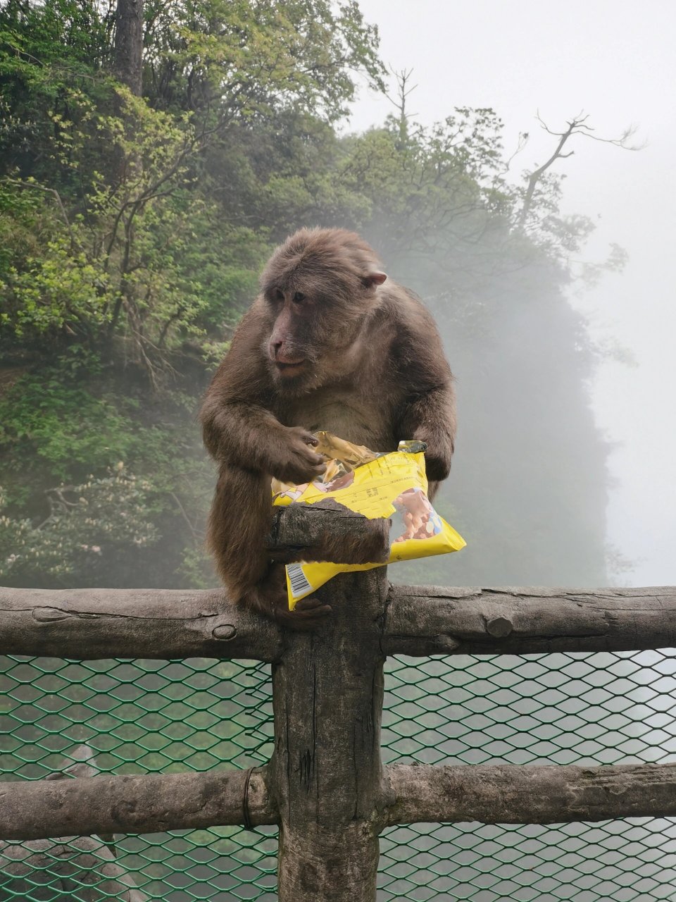 峨眉山猴子图片大全图片