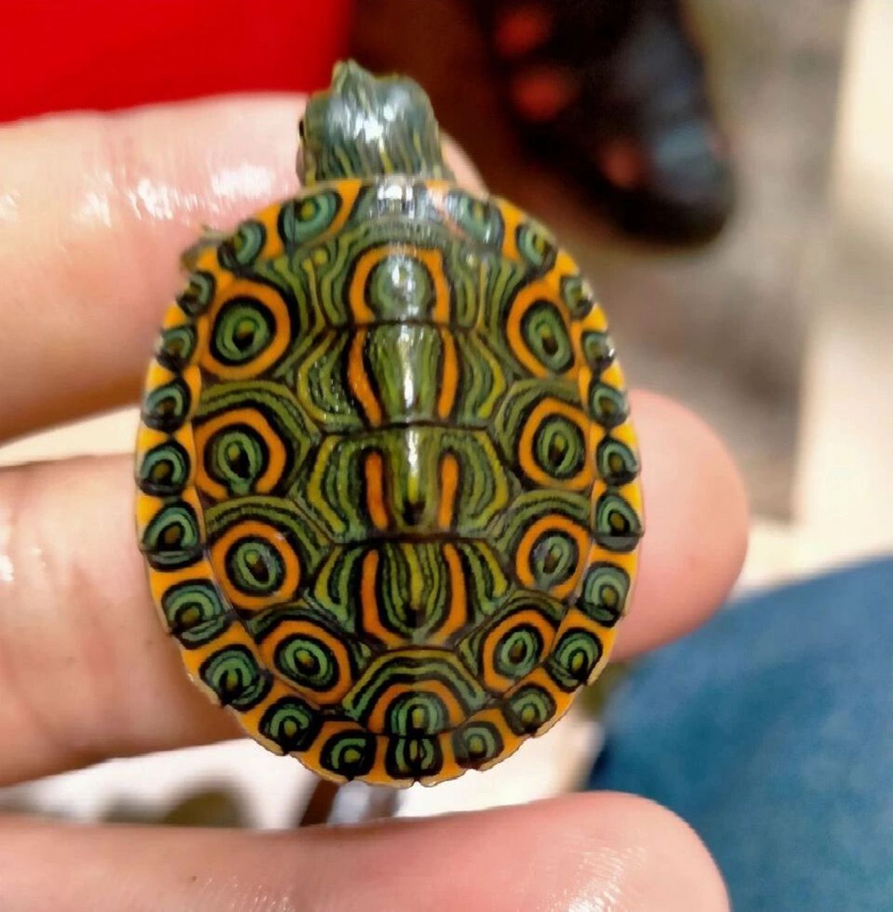 巴西脸龟类:伪大河甜甜圈龟           假"大河甜甜圈" 对于假大河,并