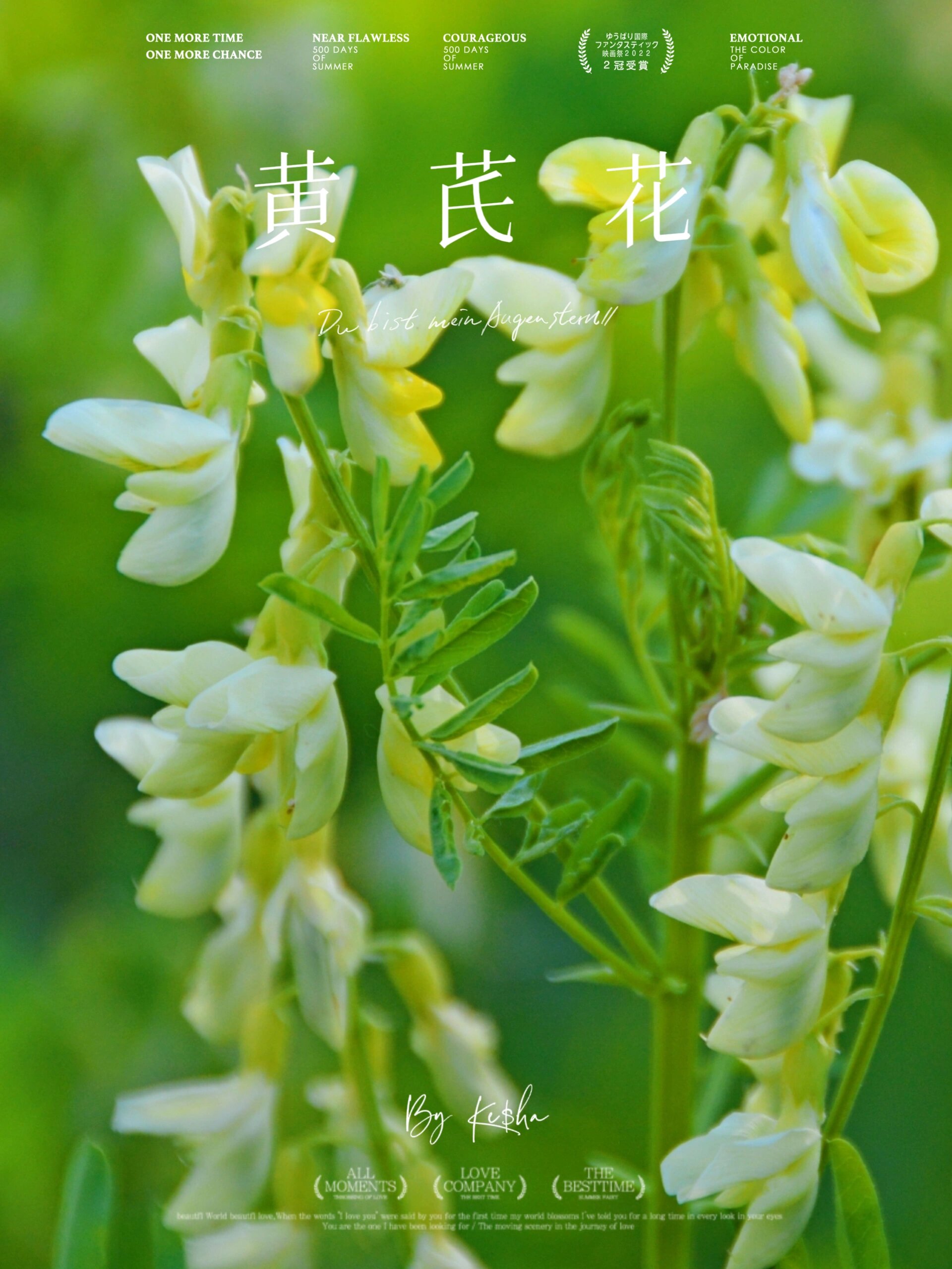 奇花异草:黄芪花 性格解析:是生活中的勇者,敢于挑战,敢于实践,事业中