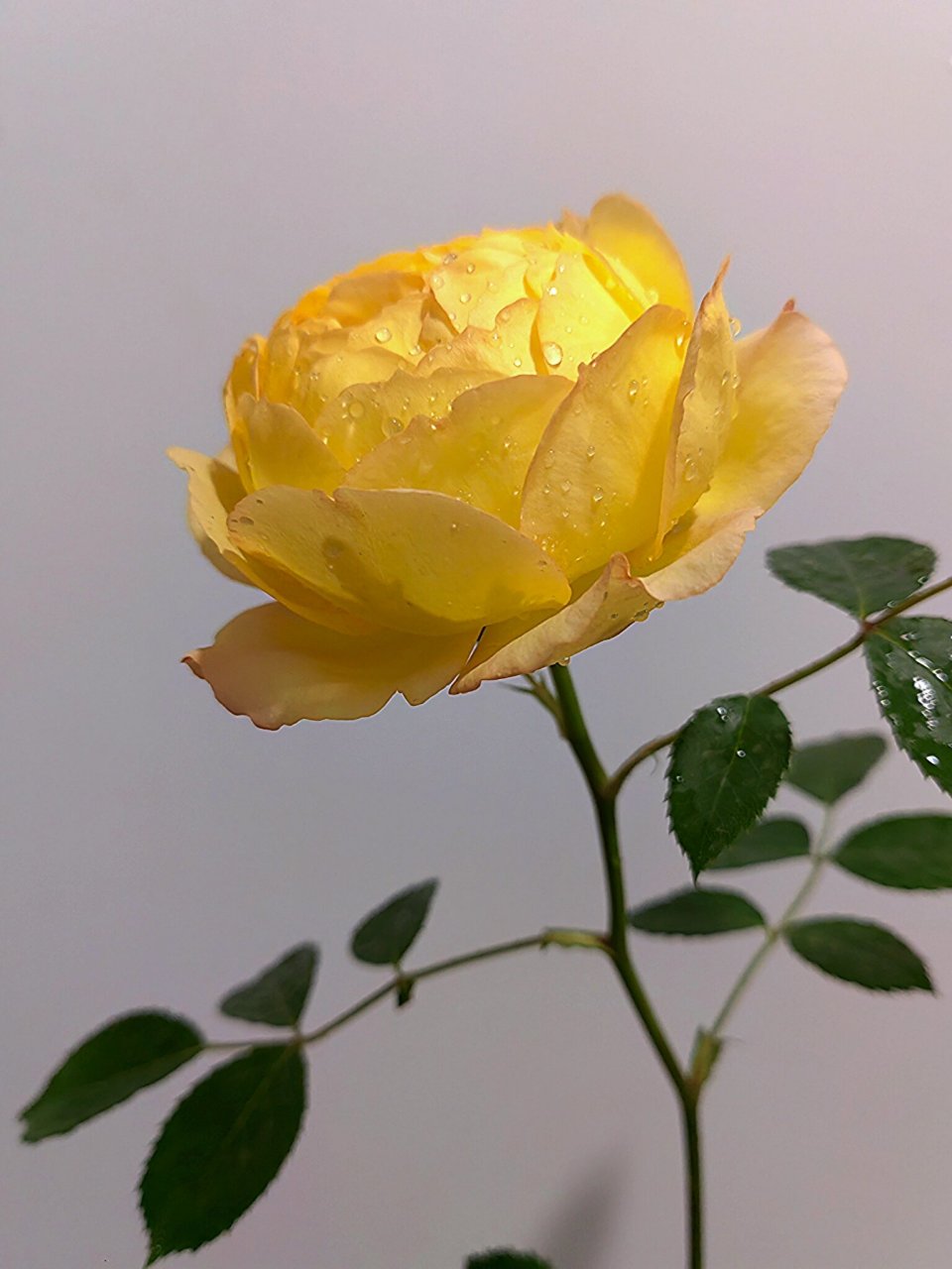 倾慕 月季 据说是夏洛特夫人的芽变品种 夏夫人比较橘色 这个比较明黄