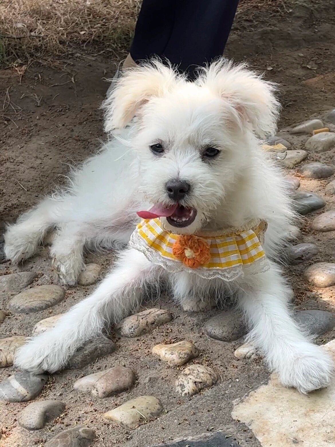 比熊博美串串长大啦