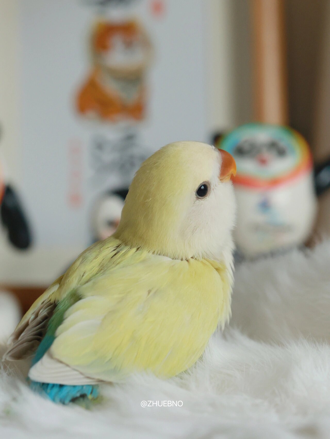 白面金顶澳桂 奶油澳桂 回眸一笑 惊艳到我了