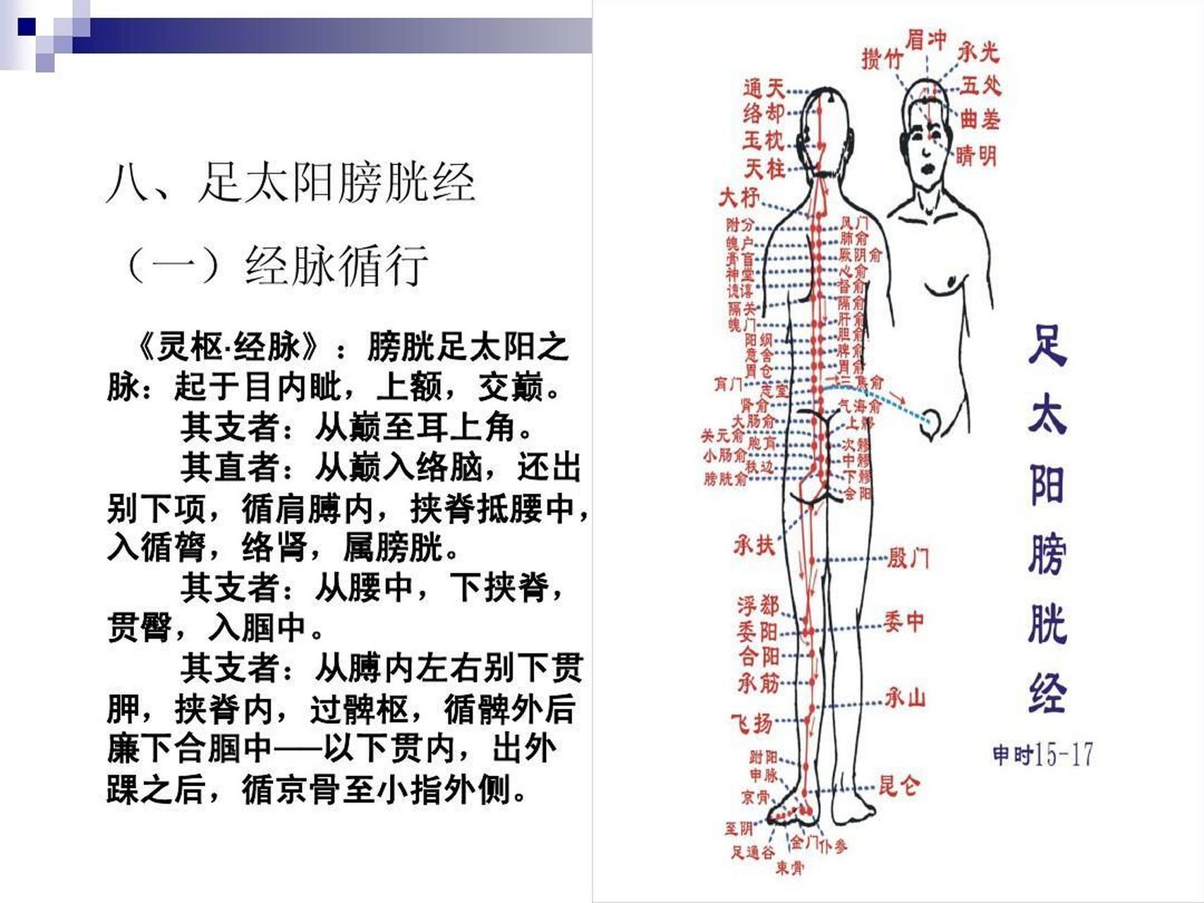 足太阳膀胱经线路图图片