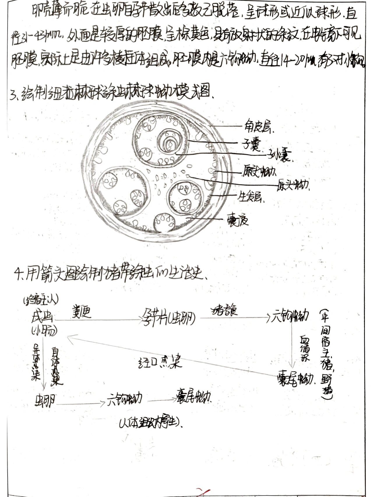 羊肺线虫卵手绘图图片