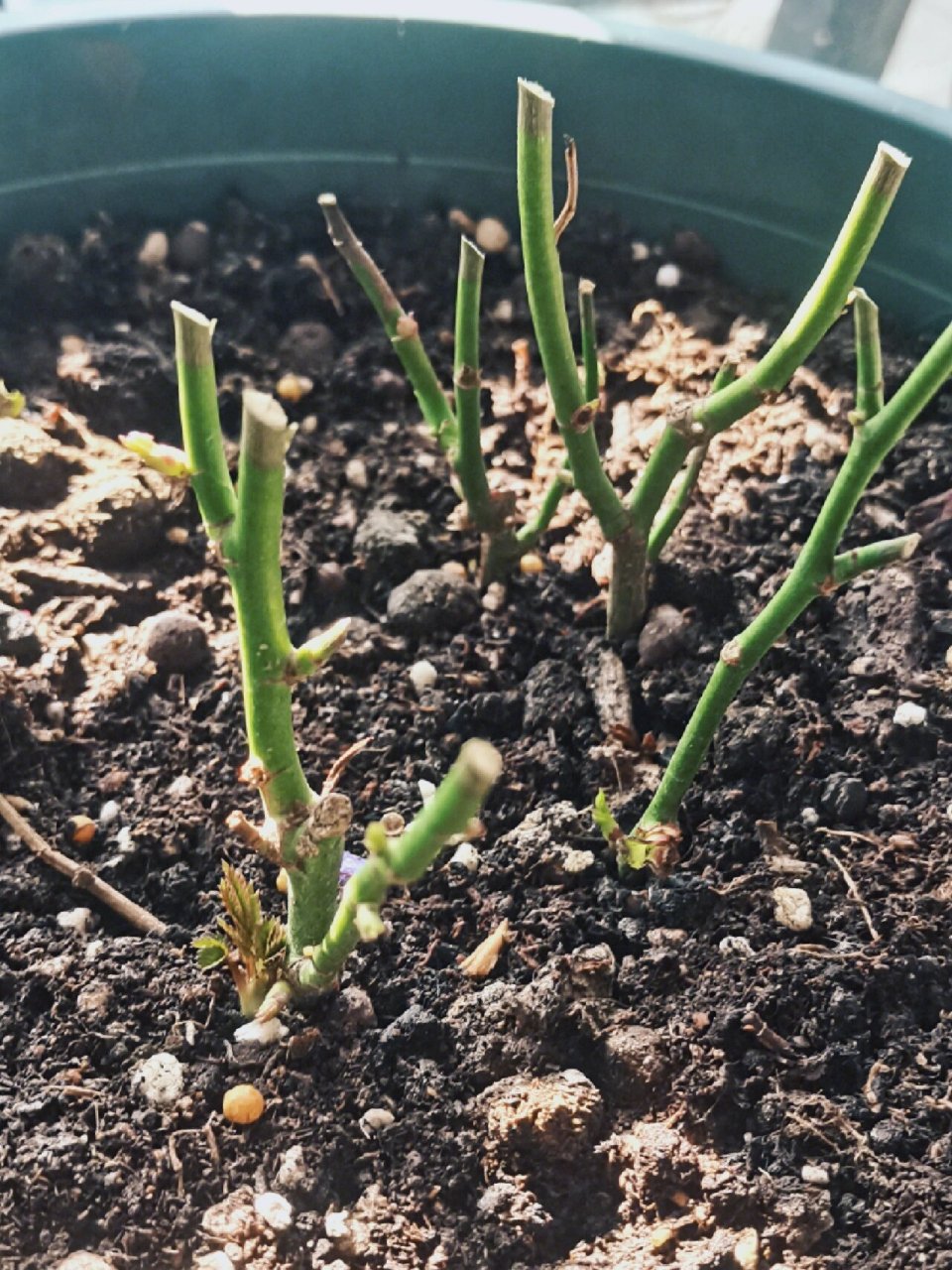 月季冬剪早了,现在发芽了怎么办?