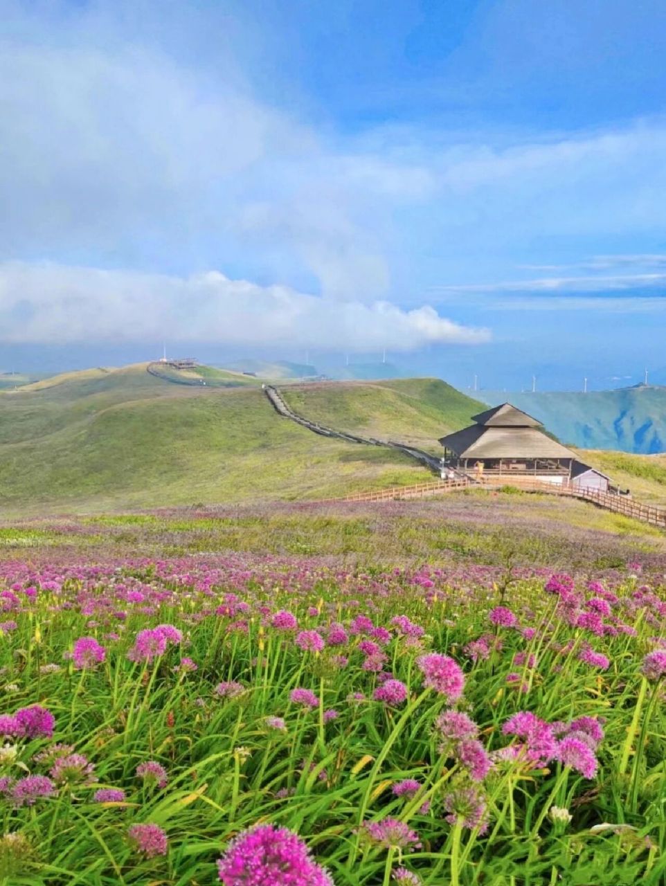贵阳周边游||云上花海—阿西里西韭菜坪 阿西里西韭菜坪景区位于贵州