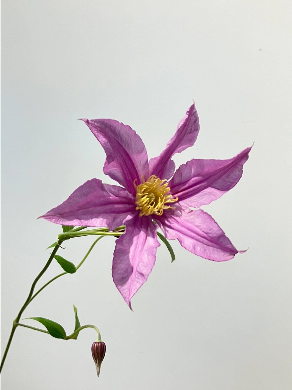 铁线莲|clematis florida thunb 养护: 铁线莲可以适当修剪一点叶子