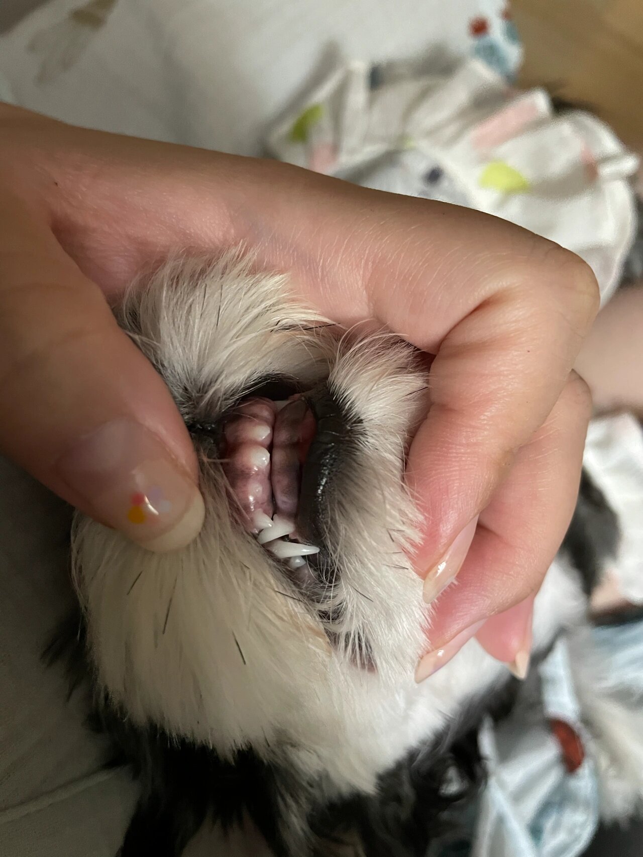 6个月的无牙狗 大概也就一周多的时间 可爱的小手套和小山丘都掉光啦