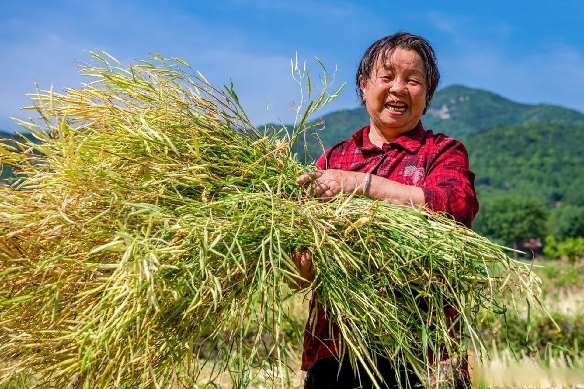 【图说|光山:"打"油菜】在信阳市光山县,说起收割油菜籽,生长在农村的
