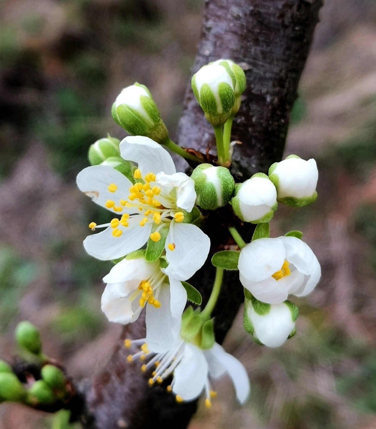 梨花花蕊的颜色图片