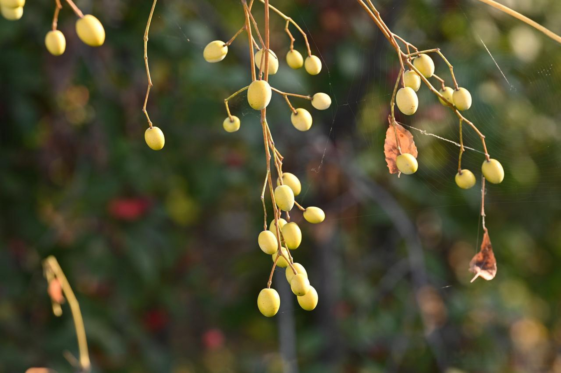 苦楝果就是苦楝树的果子,也叫苦楝子!