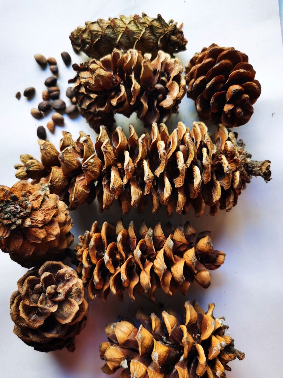 华山松果实记录!