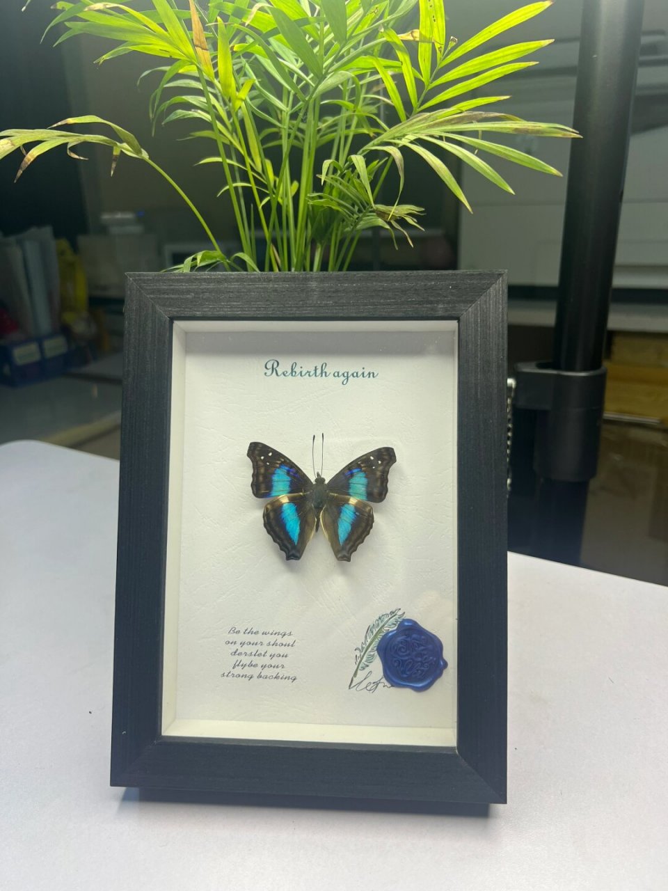 这款是蓝带荣蛱蝶,上下翅都有带闪的那种亮光,不亚于闪蝶,真的很漂亮