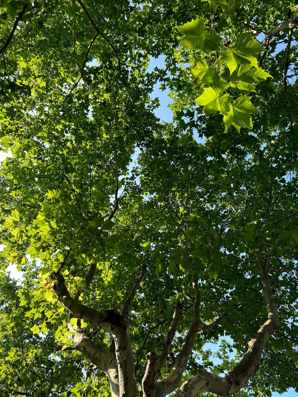 「法国梧桐树」 精致上海里的法国梧桐.