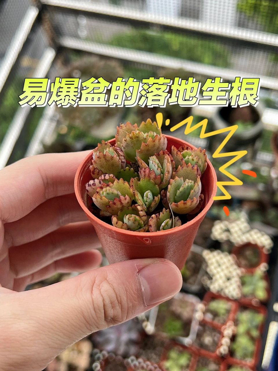 9890爆盆落地生根多肉植物 |养护知识 【养护知识】 基本上就是