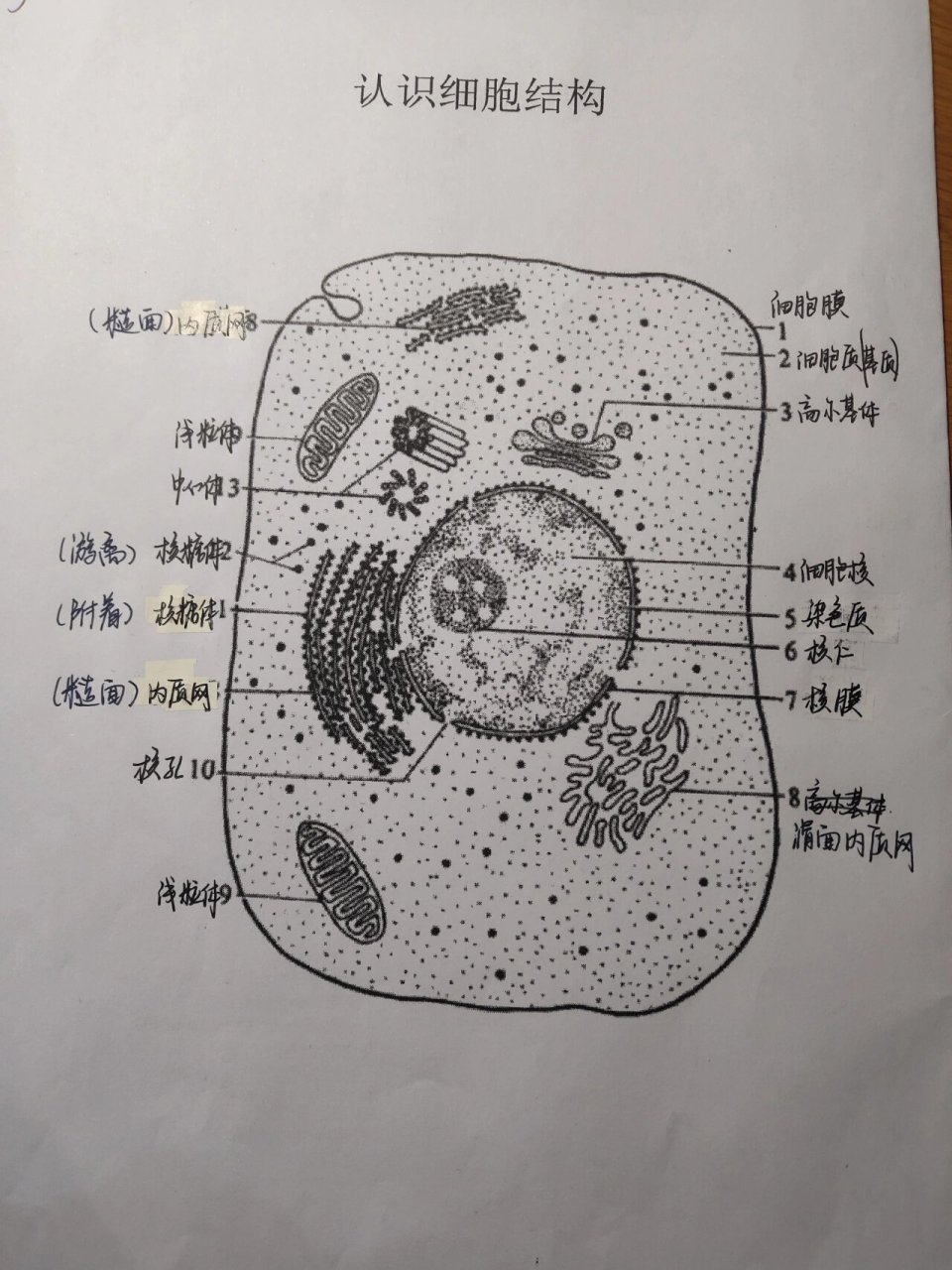 高一生物细胞质结构图 接上个笔记,如果还有错私我订正喔