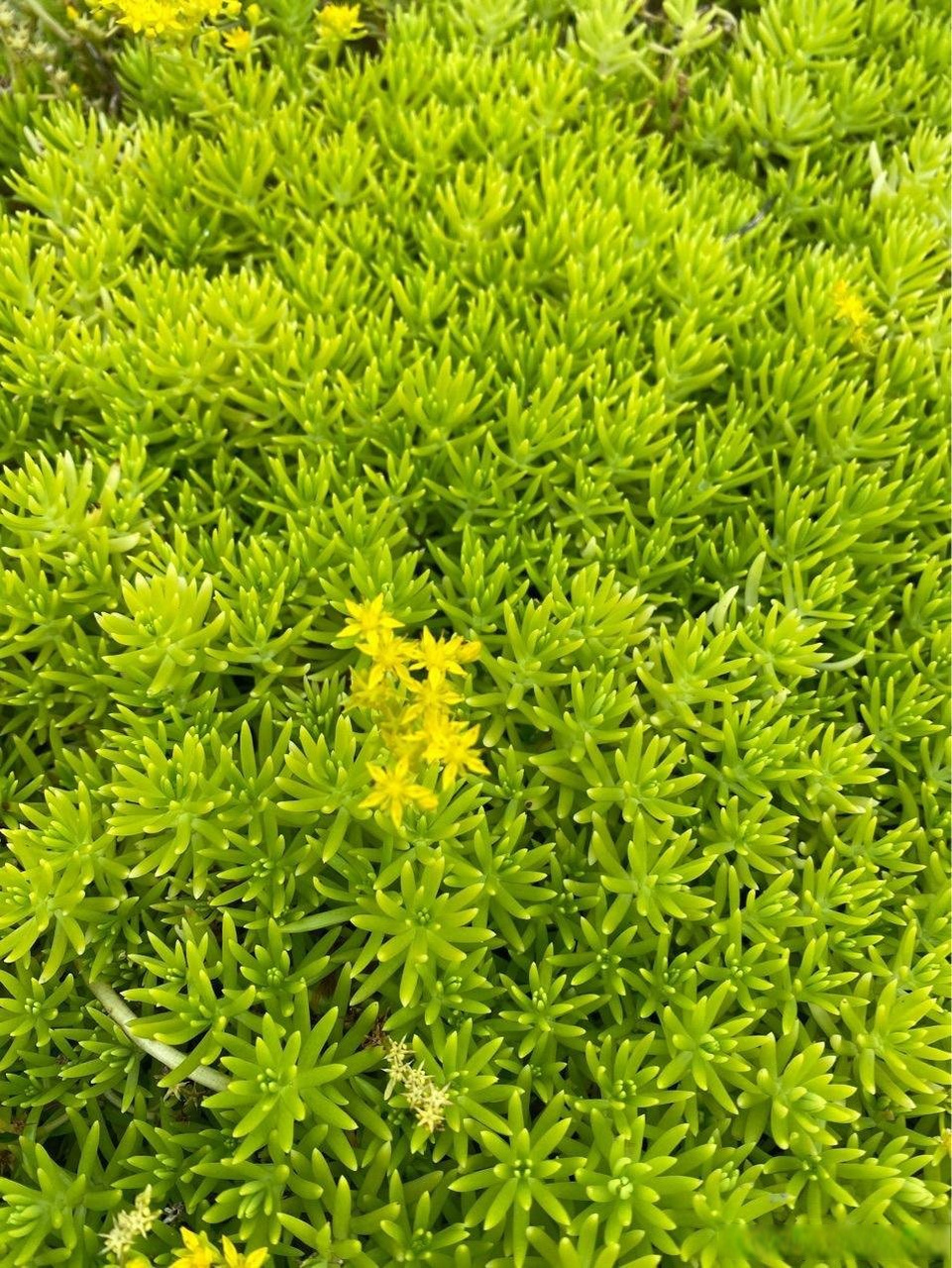 佛甲草(sedum lineare thunb.)是景天科景天属多年生草本植物,无毛.