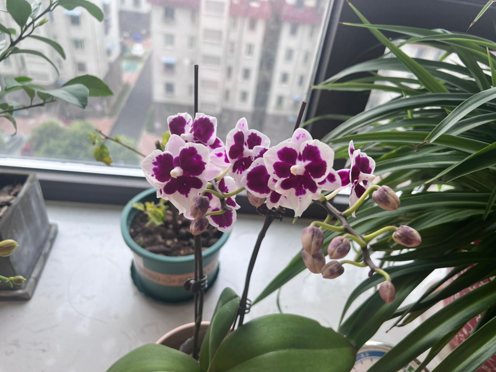 养花日常更新-蝴蝶兰   冬天时候入坑蝴蝶兰,越发不可收拾 图一紫钻