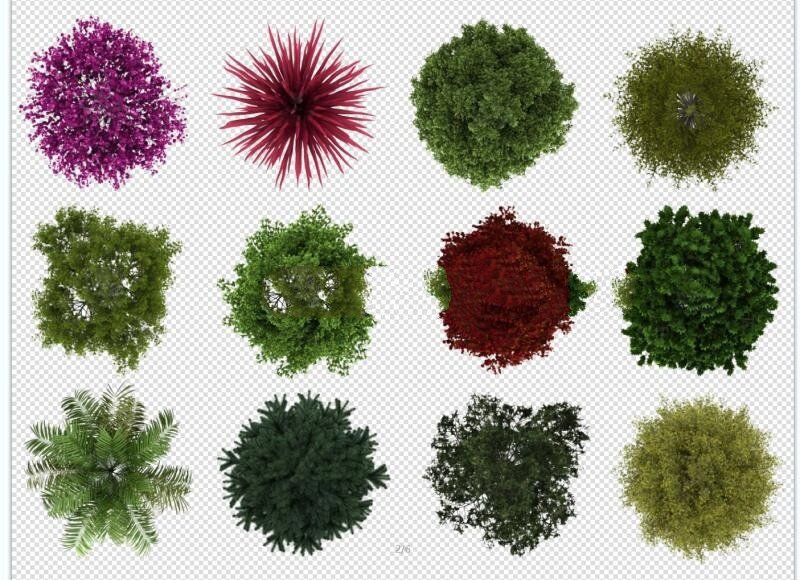 ps彩平必备的真实树木素材,实景树素材!