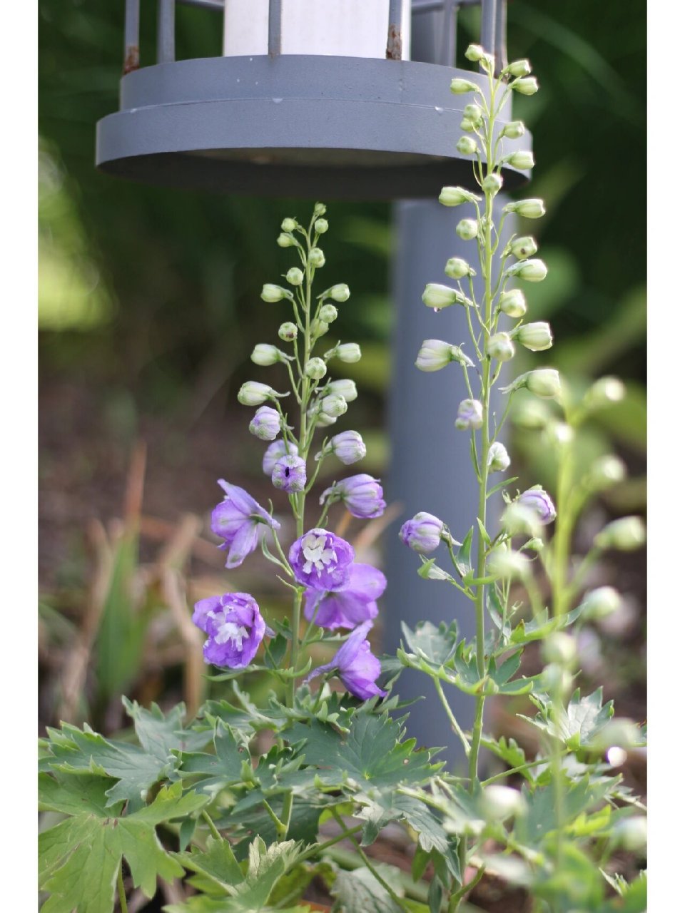 飞燕草(毛茛科飞燕草属) 别名(大花飞燕草,鸽子花,百部草,鸡爪连,干鸟