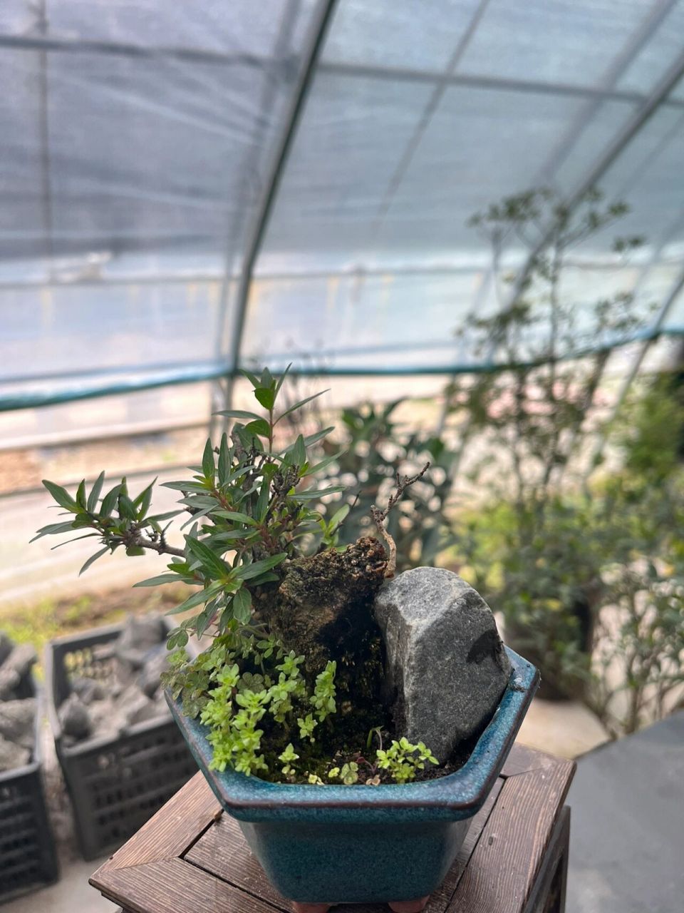 水杨梅盆栽 好久没有照顾我的水杨梅小盆景了 这个老桩我最喜欢了