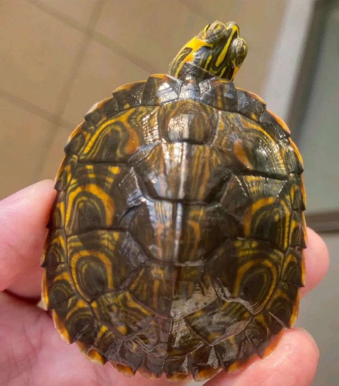 巴西脸龟类:黄耳龟             黄腹滑龟 ,亦称黄肚红耳龟,黄腹彩龟