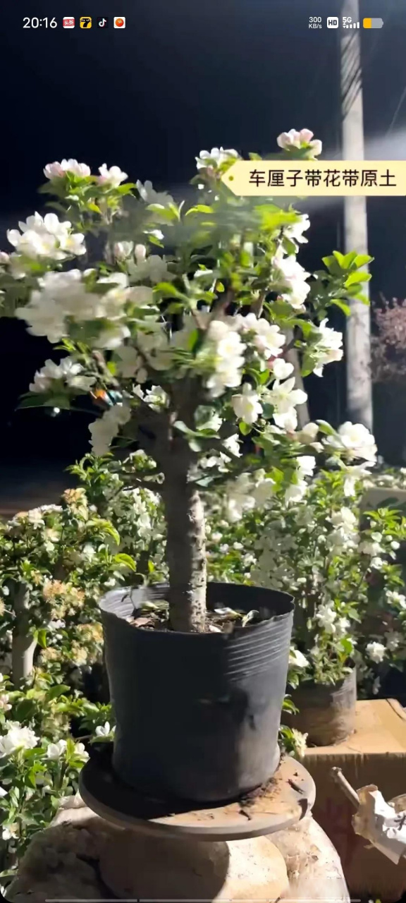 最近好多直播间都在售卖所谓的"矮化车厘子树苗",估计又有好多盆友要