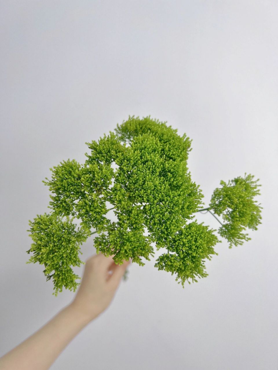 day147 每日一花 | 夕雾草 长得像西兰花的一款小众花材,花型呈散状