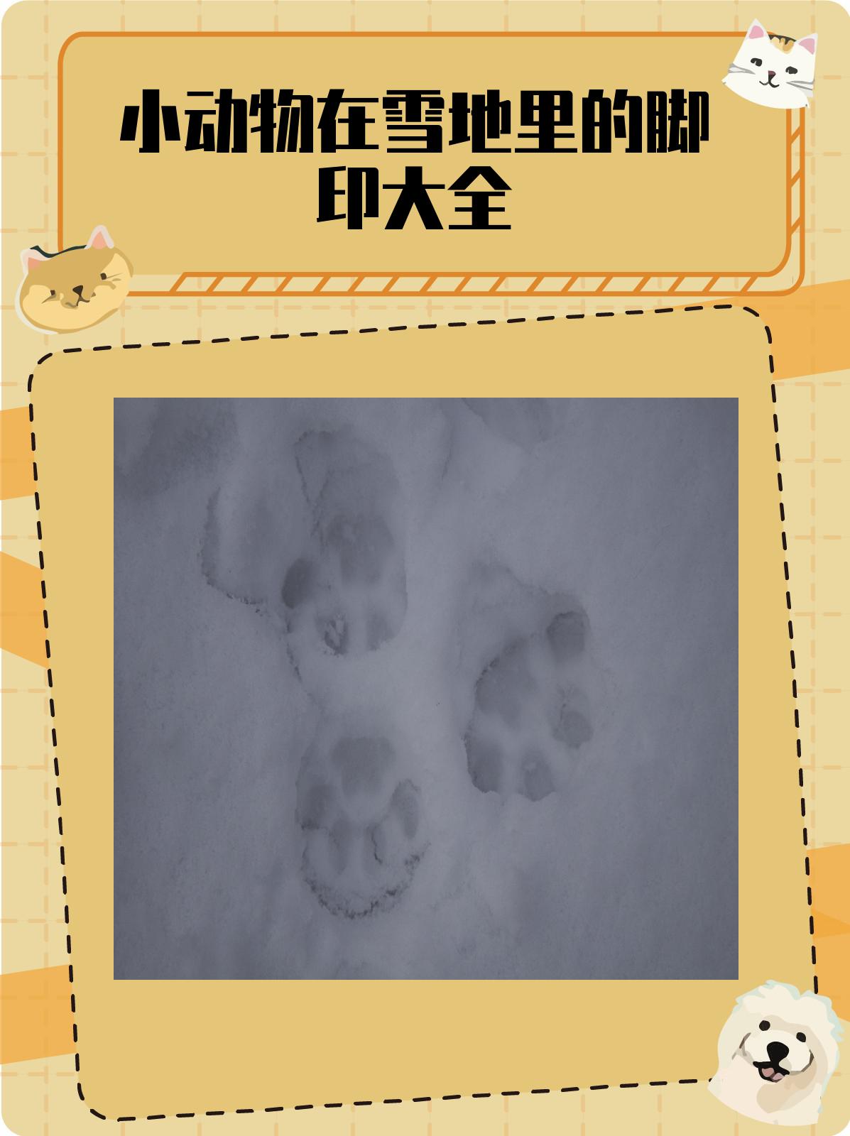 小动物在雪地里的脚印大全