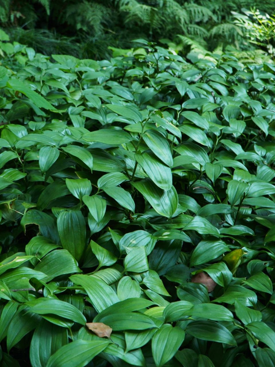 耐阴植物(四) 散斑竹根七 散斑竹根七02 disporopsis aspersa 94