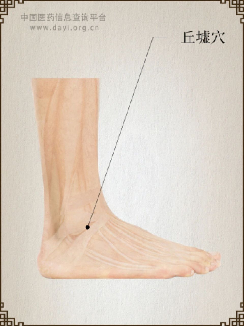 穴位小知识——丘墟穴(胆经) 【位置】在足外踝的前下方,趾长伸肌腱的