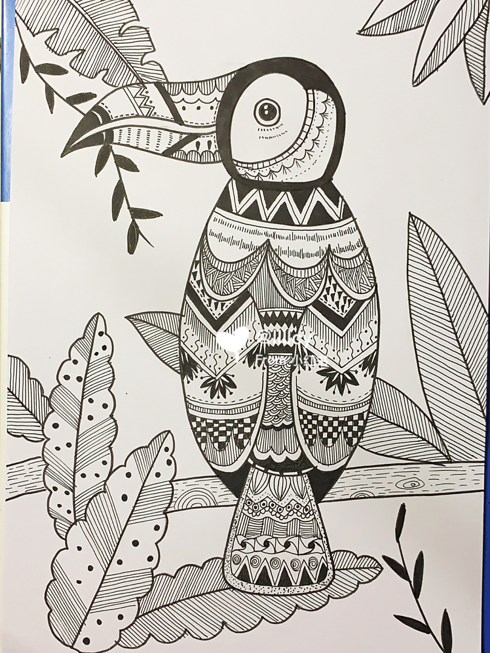 线描 | 大嘴鸟 | 动物线描