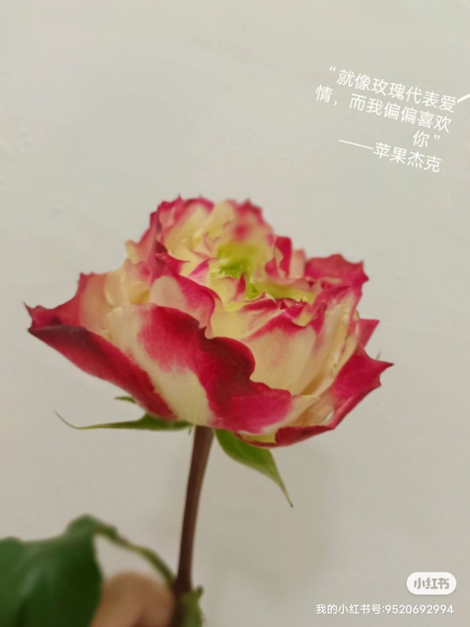 苹果杰克花语图片