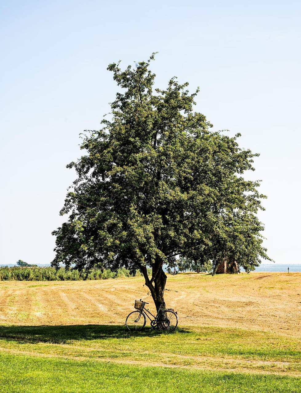 海边的草地上,  一棵高大的树下,  停放着一辆自行车.