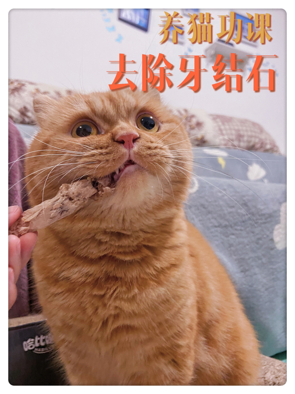 好物推荐|去除猫咪92顽固牙结石 一段时间偷懒不刷