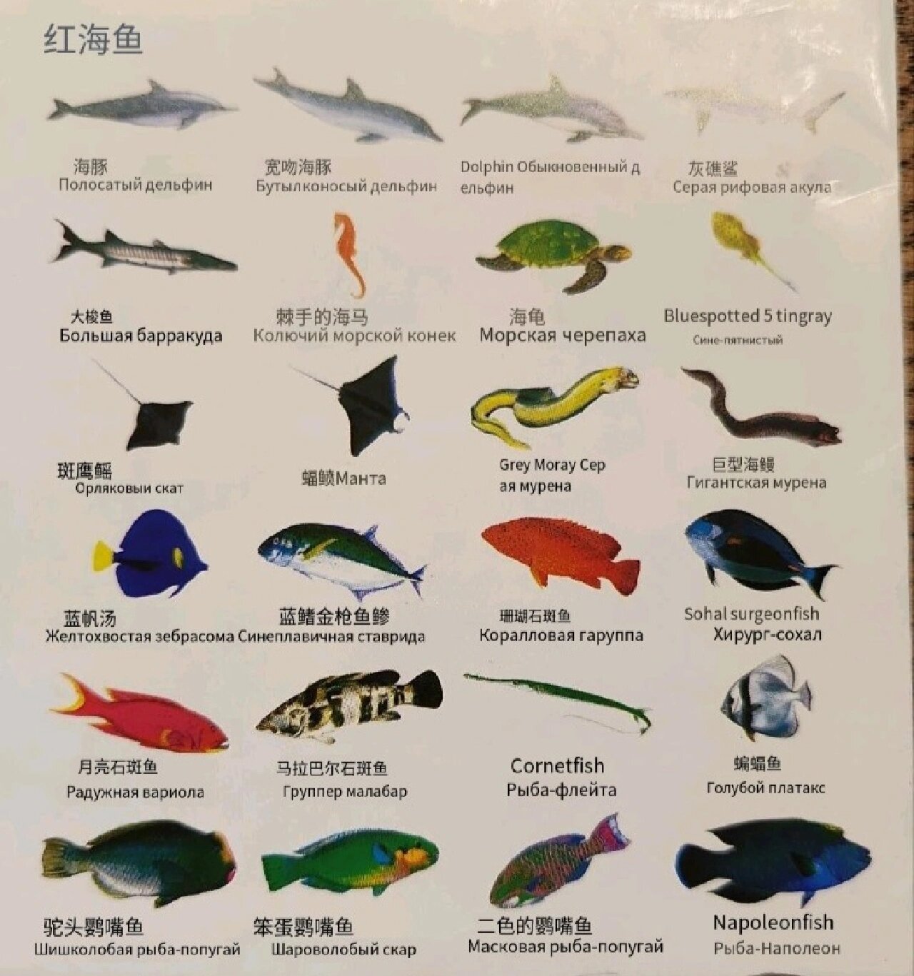 9092红海各种鱼类