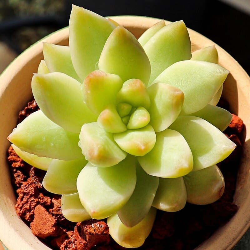 每天认识多一款肉肉9778|黄丽