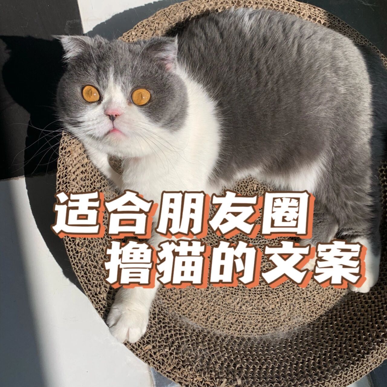 93朋友圈撸猫的文案～  77今日份营业喵93 ↘15 7315幸福