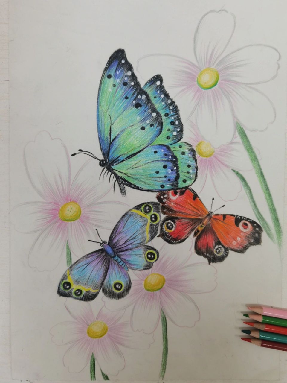 蝴蝶彩铅画 简单图片