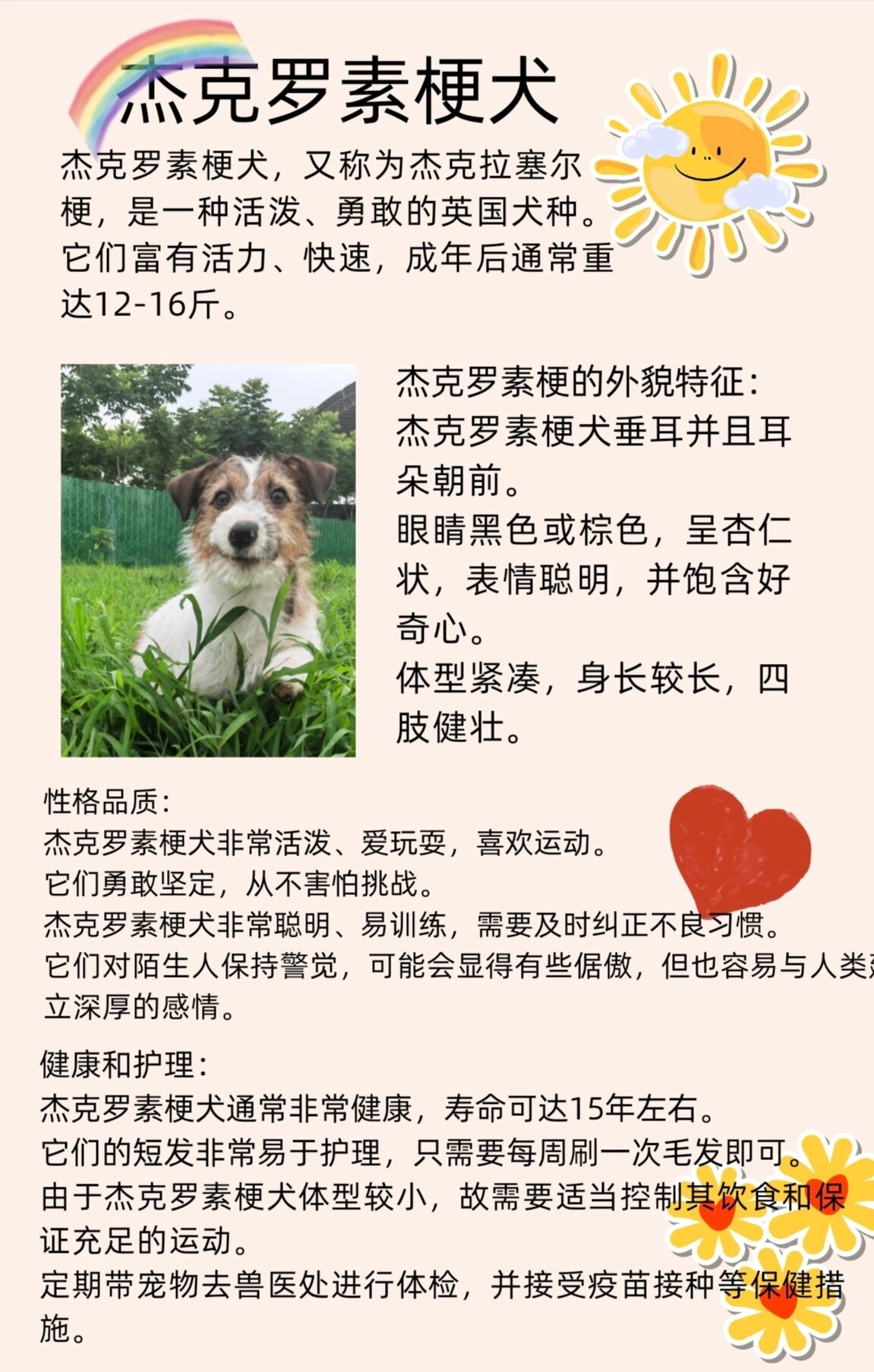 杰克罗素梗犬