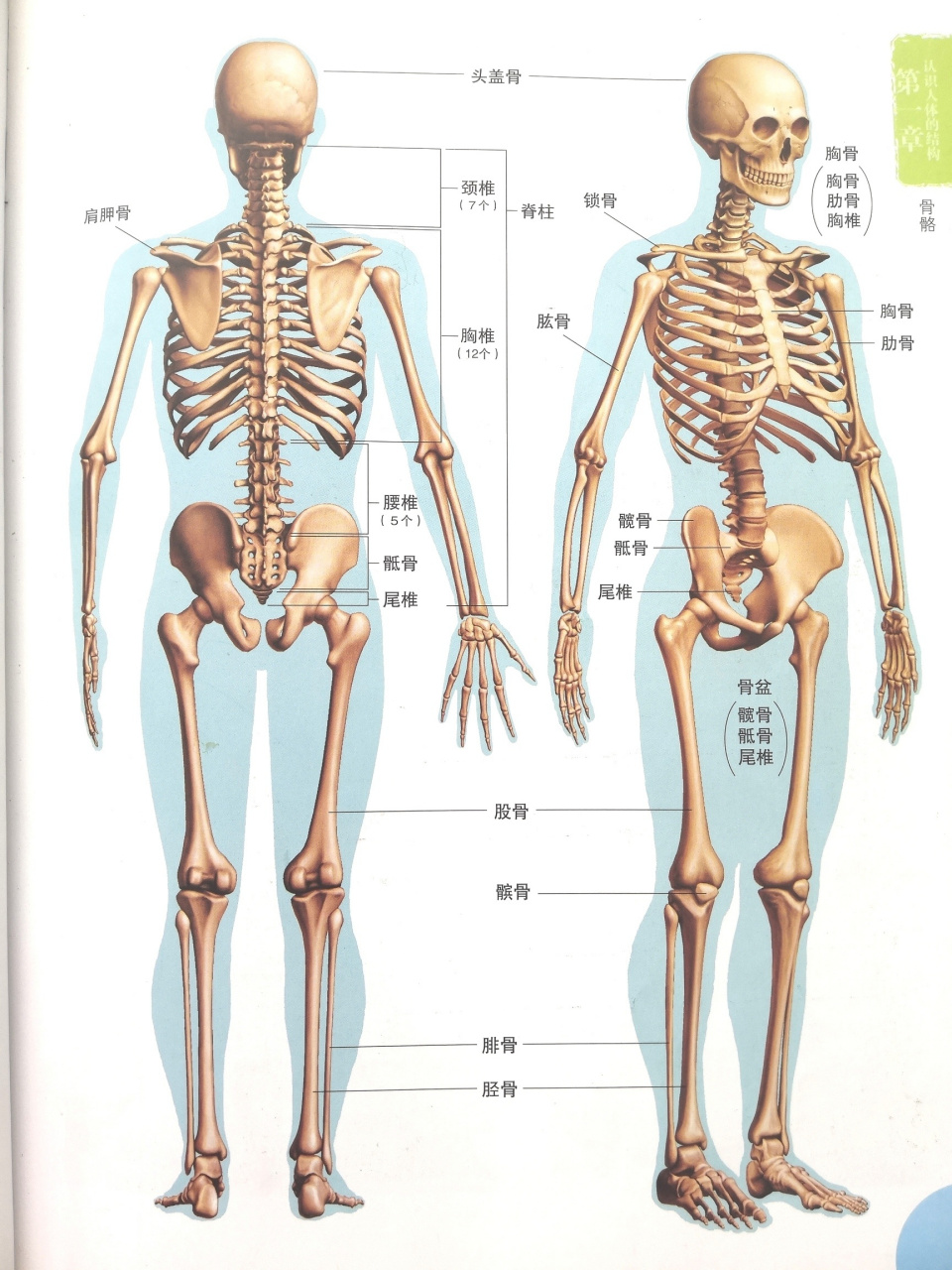 人体骨骼构造图 清楚图片