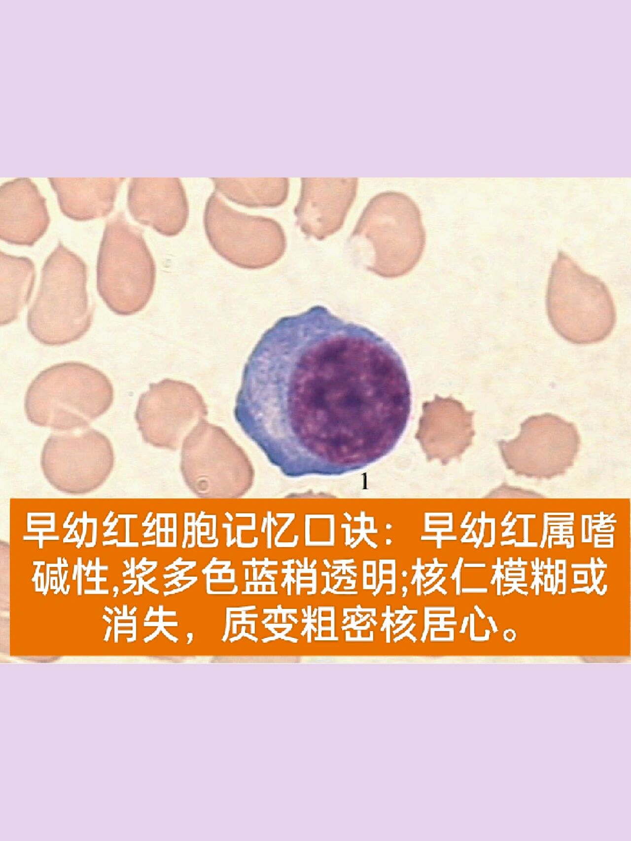 红细胞系统之记忆口诀78787878