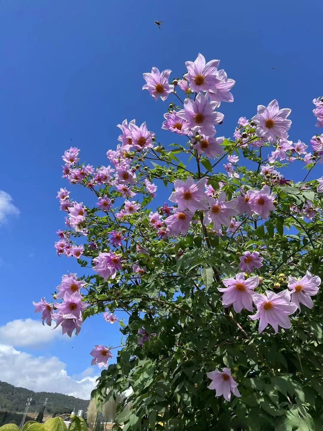 帝王大丽花是大丽花属的植物,从墨西哥到中美洲地区,总共有27种野生
